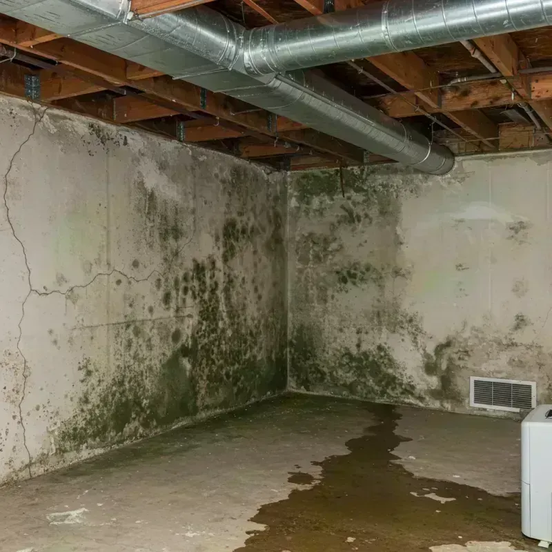 Professional Mold Removal in Rosebank, NY